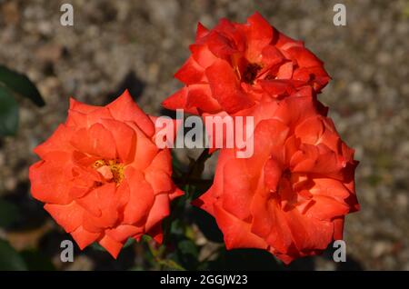 three red roses are blooming in the botanical garden of Liberec Stock Photo