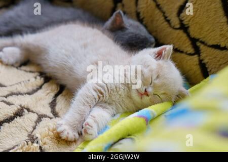funny portrait of two kittens are sleeping on the sofa cuddled together
