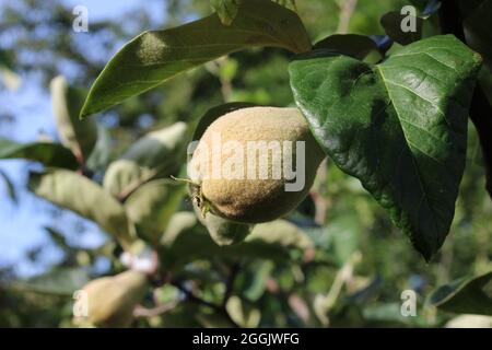 The furry immature fruit of the Quince tree. Cydonia oblonga growing in a natural outdoor setting. Stock Photo