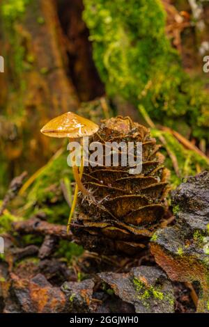 Mushrooms on larch cones Stock Photo