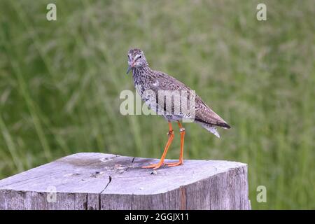 Redshank wader bird Stock Photo