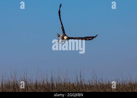 Bald Eagle while on charter fishing trip near Isle of Palms, SC. Stock Photo