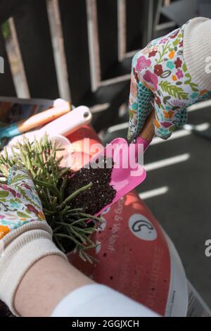 Woman's hands repotting indoor plants on the balcony, close-up of plants, soil and colorful gardening gloves Stock Photo