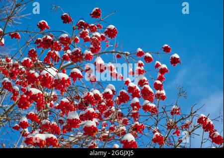 Fruits, common viburnum, viburnum opulus, snow, winter Stock Photo