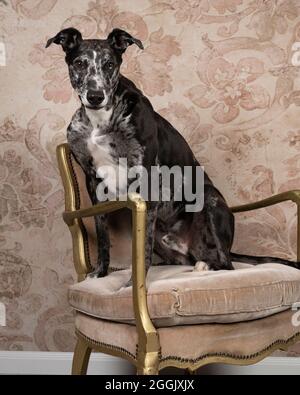 A Studioshot of a black grey and white lurcher sighthound mixed greyhound - whippet sitting in a chair Stock Photo