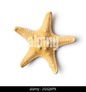 Top view and close-up of dry sea starfish isolated on white background Stock Photo