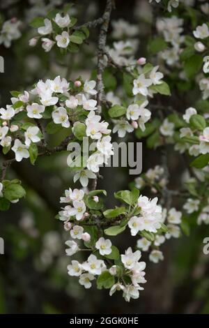 Branches of Apple Tree with white flowers, blossom, spring time, beautiful background Stock Photo