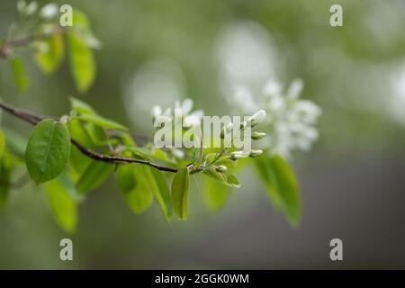 Lamarck's Serviceberry (Amelanchier lamarckii) twig, blooming, bokeh background Stock Photo