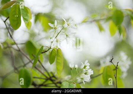 Lamarck's Serviceberry (Amelanchier lamarckii) twigs, blooming, bokeh background Stock Photo