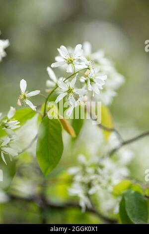 Lamarck's Serviceberry (Amelanchier lamarckii) twig, blooming, bokeh background Stock Photo