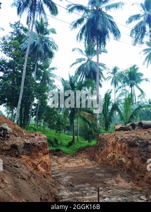 Construction in the jungle forest. Workers are digging a large foundation pit. Stock Photo