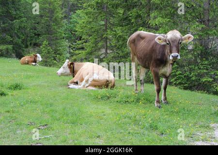 Cows on pasture in the Gleirschtal, near the Möslalm, Tyrol, Austria Stock Photo