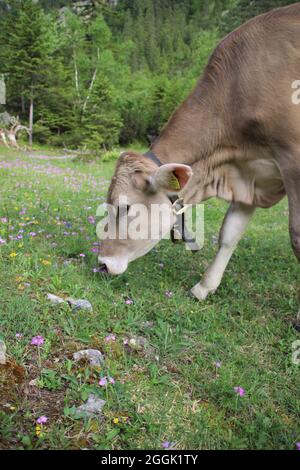 Cow or calf on the alpine pasture, next to bike and hiking trail in the Karwendeltal, Austria, Tyrol, Karwendel, Stock Photo