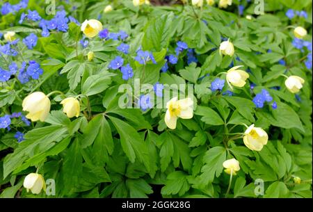 Yellow anemone (Anemone x lipsiensis) 'Pallida' with blue memorial (Omphalodes verna) Stock Photo