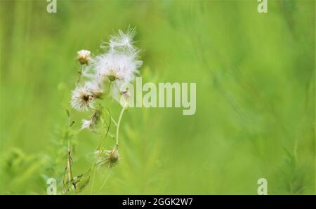 A beautiful Creeping thistle plant  surrounded by green wild grass plants. Stock Photo