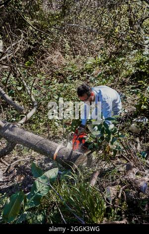 a man cuts the trunk of a tree in the garden Stock Photo