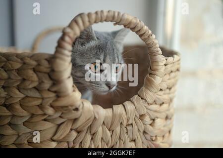 Cute grey tabby cat in a basket at home in living room near the window Stock Photo