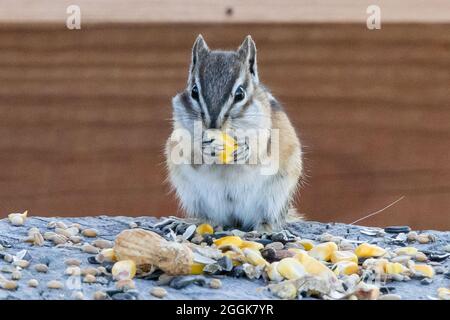 Colorado Wildlife Stock Photo