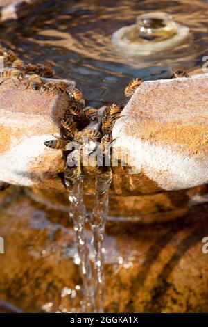 Honey bees collecting water from a fountain to bring back to the hive on a hot summers day, Southern Arizona, USA Stock Photo