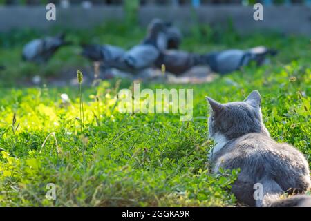 grey cat of the British breed hunts birds, pigeons Stock Photo