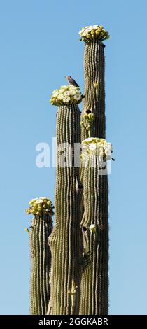 Blooming Saguaro Cactus (Carnegiea gigantea), Tucson, Arizona, USA Stock Photo