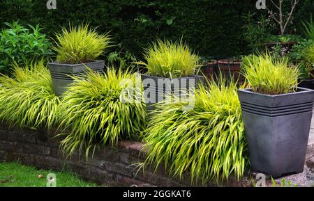 Aureola golden variegated Hakone Japanese grass Stock Photo