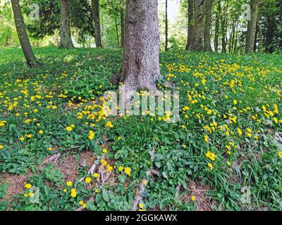 on the shady edge of the forest the yellow grove lettuce flourishes, Italy, Lombardy, Region Passo del Mare, Idrosee, Stock Photo