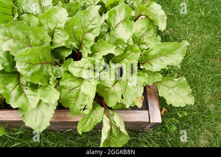 Top view.Copy space. Part of a wooden garden bed. Fresh green beet leaves or beet root seedlings. A row of green young beet leaves grows on a wooden bed. High quality photo Stock Photo