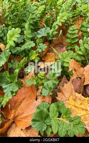 vertical view of fallen plane tree leaves on the lawn in the garden Stock Photo