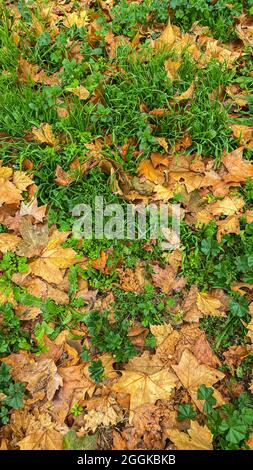 vertical view of fallen plane tree leaves on the lawn in the garden Stock Photo