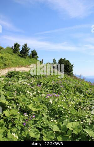 On the way to the royal house on Schachen, Germany, Bavaria, Upper Bavaria, Garmisch-Partenkirchen Stock Photo