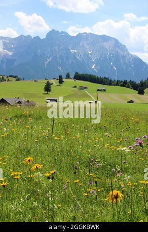 Flower meadow with arnica (Arnica montana), columbines, mountain clover (Trifolium montanum), wild goat whiskers (Tragopogon pratensis), thistle (cirsium) and many other flowers on the humpback meadows near Mittenwald, Germany, Bavaria, Upper Bavaria, Werdenfelser Land, Karwendel Mountains in the background Stock Photo