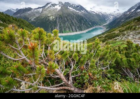 Pine tree trunk, Blue Schlegeis Stausee lake and alps mountains in background. Zillertal, Austria, Europe Stock Photo