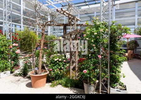 Rose garden, flower hall, Inspiration Nature, State Garden Show, Ingolstadt 2020, new term 2021, Ingolstadt, Bavaria, Germany, Europe Stock Photo