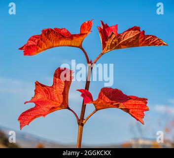 A branch of a tree in autumn with red leaves Stock Photo