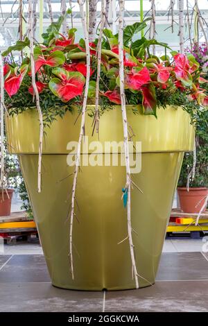 Oversized flower pot with giant flamingo flowers, anthurium, flower hall, inspiration nature, state horticultural show, Ingolstadt 2020, new term 2021, Ingolstadt, Bavaria, Germany, Europe Stock Photo