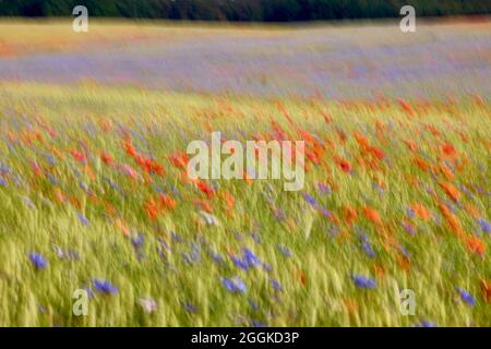 Germany, Mecklenburg-Western Pomerania, field with poppies and cornflowers, blur Stock Photo