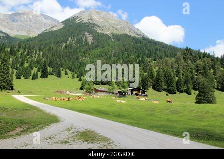 Europe, Austria, Tyrol, Leutasch, Leutasch valley, Gaistal, Gaistalalm, dreamlike, cows on pasture, in the background the Predigtstuhl (Predigtstein) 2234m Stock Photo