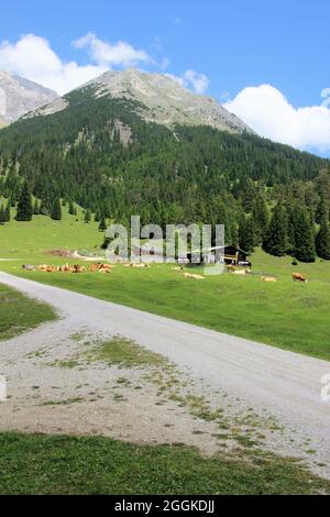 Europe, Austria, Tyrol, Leutasch, Leutasch valley, Gaistal, Gaistalalm, dreamlike, cows on pasture, in the background the Predigtstuhl (Predigtstein) 2234m Stock Photo