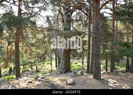 Scots pines (Pinus sylvestris) illuminated by rays of sunlight at sunrise. Specimens located in the Black Lagoon in Soria, Spain. Stock Photo