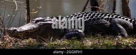 Alligator at Botany Bay in Edisto Island, South Carolina. Stock Photo