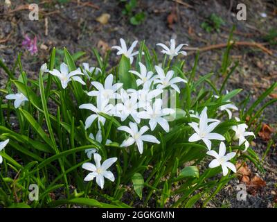 The white snow shine (Chionodoxa luciliae, snow pride, star hyacinth) 'Alba' Stock Photo