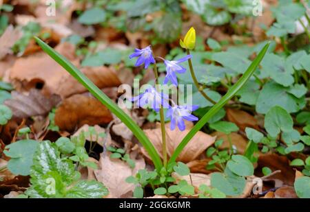 The blue snow shine (Chionodoxa, snow pride, star hyacinth) Stock Photo