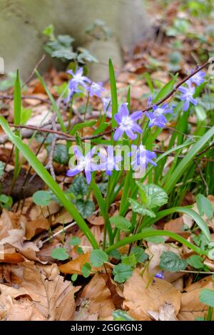 The blue snow shine (Chionodoxa, snow pride, star hyacinth) Stock Photo