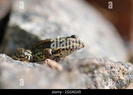 The frog is sitting on the stone. Photo of a frog in its natural habitat. Stock Photo