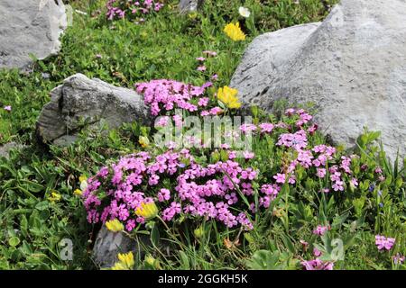 Impressive alpine flower meadow with clove clove or stemless catchfly (Silene acaulis), alpine clover, Anthyllis vulneraria ssp.alpestris, Karwendel Mountains, Tyrol, Austria Stock Photo