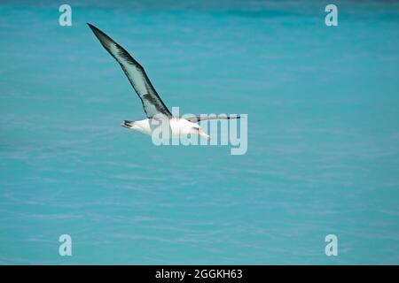 Laysan Albatross flying over the turquoise water of Midway Atoll lagoon in the north Pacific Ocean. (Phoebastria immutabilis) Stock Photo