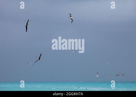 Laysan albatrosses flying above the north Pacific Ocean Stock Photo