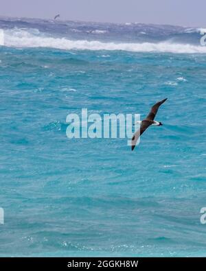 Laysan albatross flying over blue waters of Midway Atoll lagoon in the Pacific Ocean, Papahanaumokuakea Marine National Monument Stock Photo