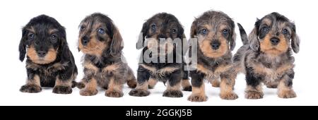 Closeup of five bi-colored longhaired  wire-haired Dachshund  dog pups isolated on a white background Stock Photo